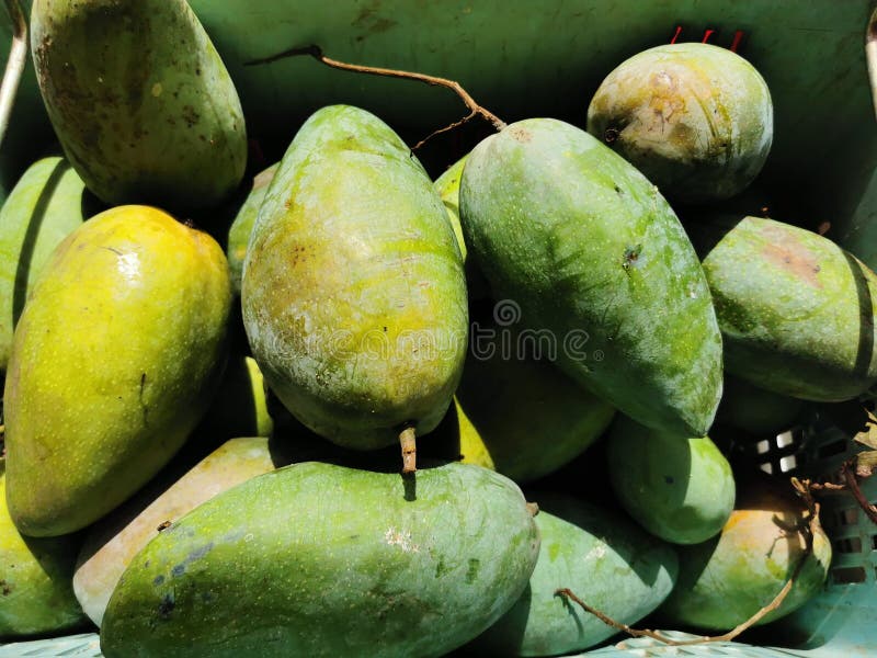 Ripe Mango Ready for Sale, Sign of Damage and Disease Stock Image Image of management, sign