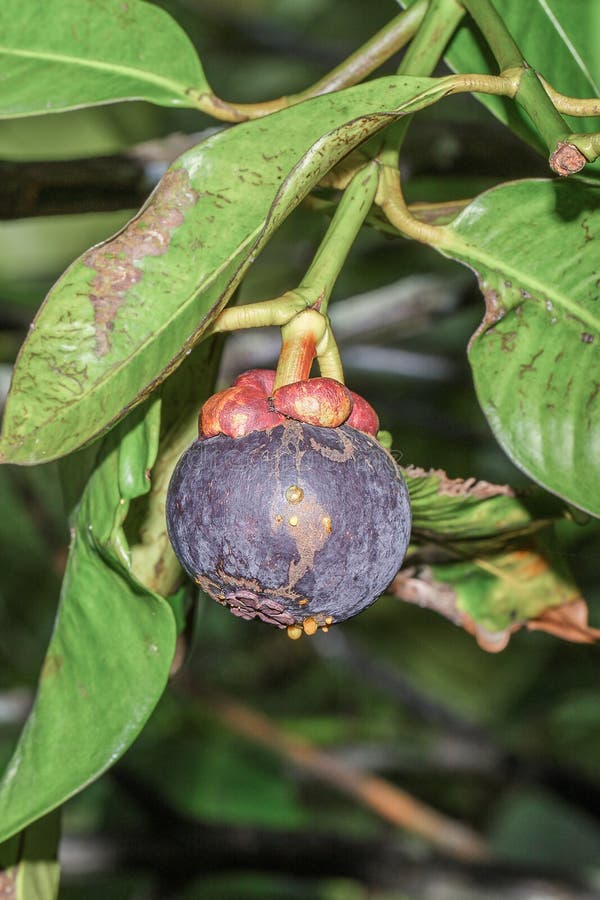 Ripe mangosteen on tree stock photo. Image of garden 42706044