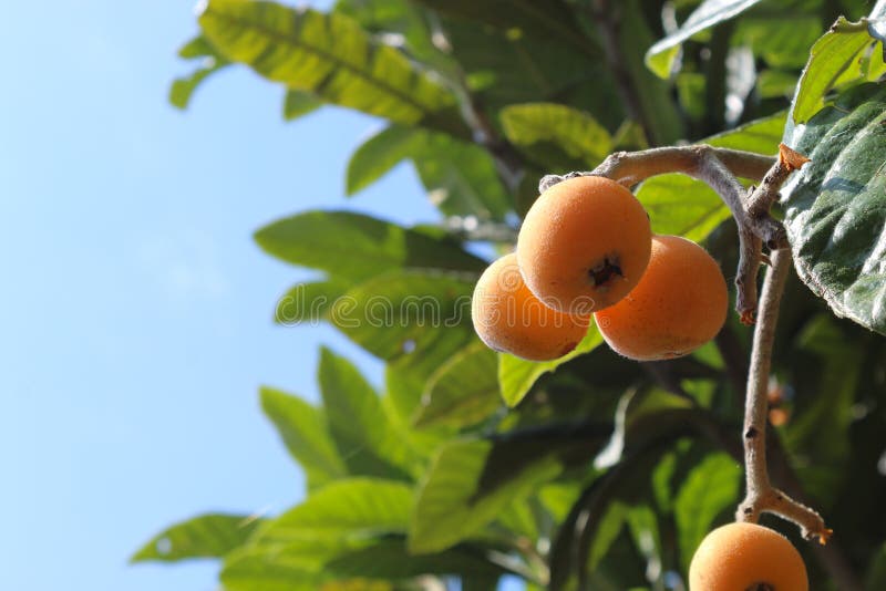 Ripe medlars on tree stock photos Ripe medlars on tree stock photos