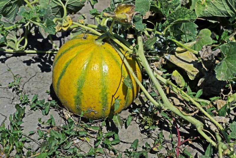 Ripe Melon on the Green Melon Field Stock Photo Image of farm, nature