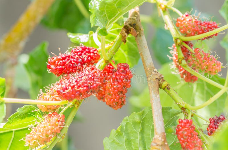 Ripe mulberry fruit on twig. stock photography Ripe mulberry fruit on twig. stock photography