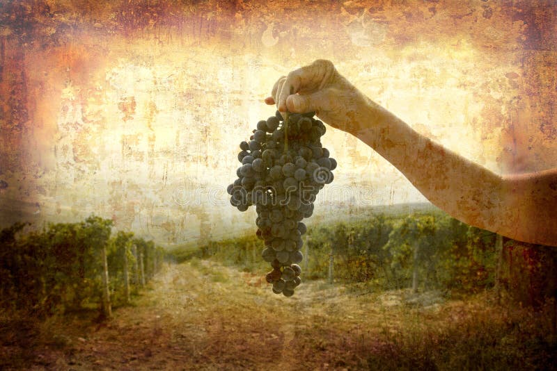 Ripe Nebbiolo grapes