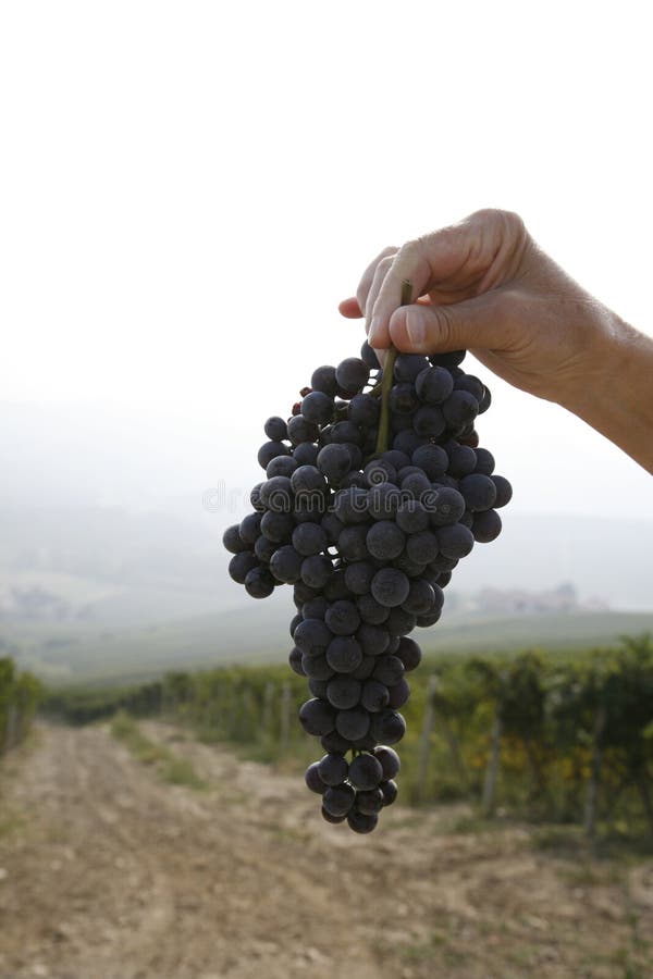 Ripe Nebbiolo grapes