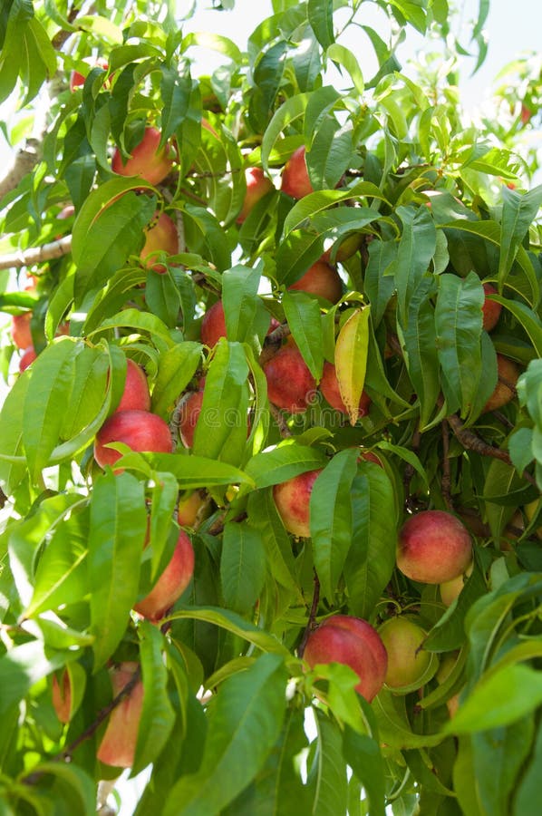 Red Nectarines on the Branch Stock Image - Image of fruits, leaves ...