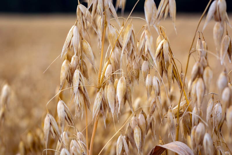 Ripe Oats in the Field Against the Sky Stock Photo - Image of blue ...