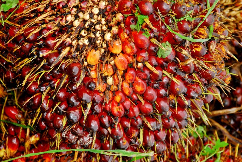 Ripe Oil Palm Fruit Bunch Stock Photo Image 26202600
