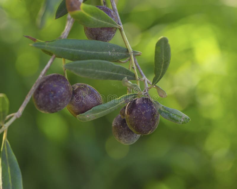 Ripe olives stock photo. Image of healthy, grow, branch 66423144