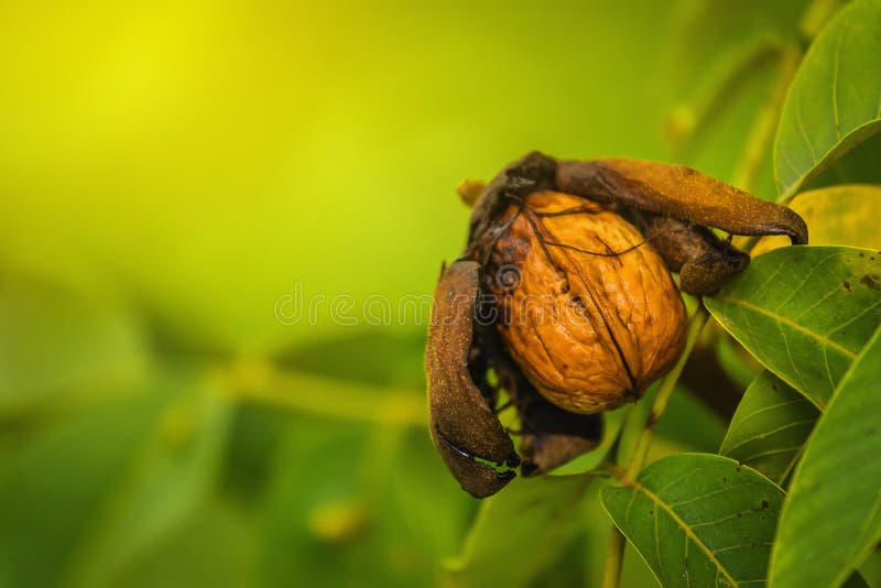 Ripe open green walnut fruit on branch royalty free stock photo