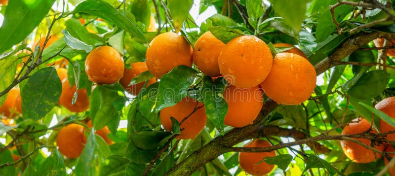 Ripe oranga frukter på orange träd mellan lush foliage. Visa nedan royaltyfria foton