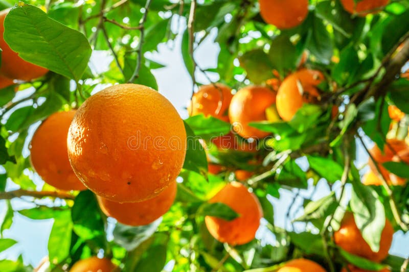 Ripe oranga frukter på orange träd mellan lush foliage. Visa nedan royaltyfria foton
