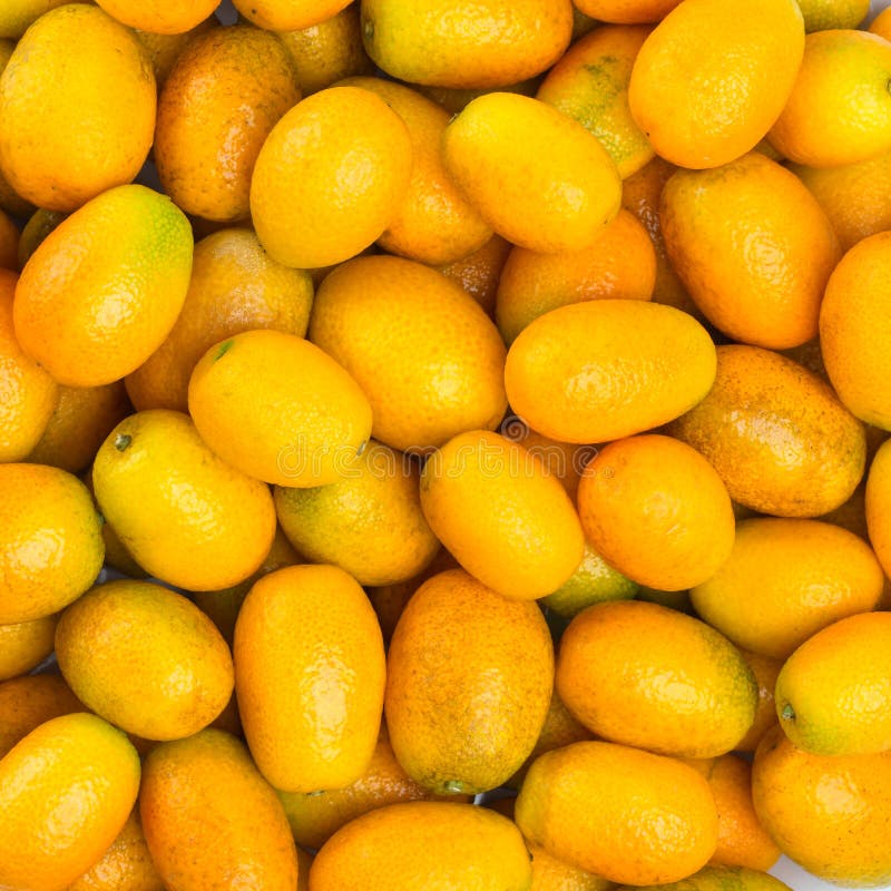 Orange Kumquat on the Tree, Exotic Fruits on Branch and Water Drops on