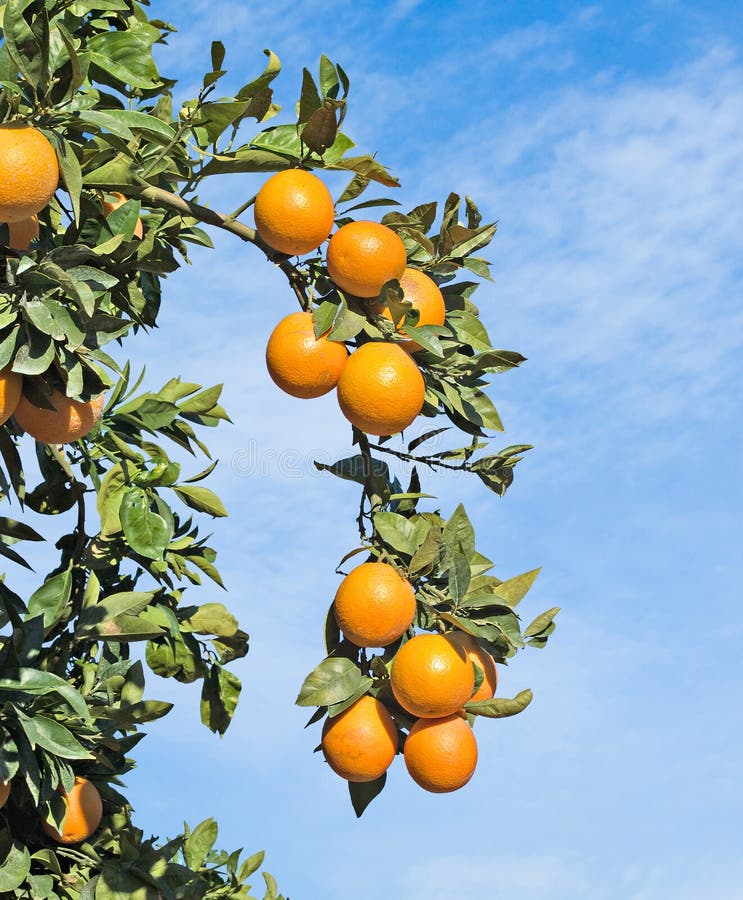 Ripe oranges on tree