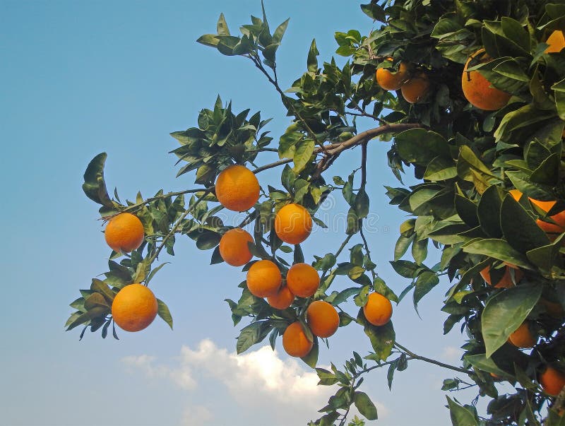 Ripe oranges on tree