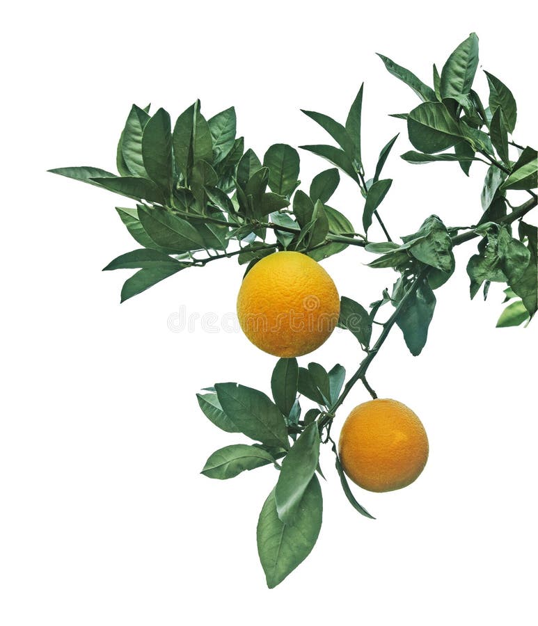 Ripe oranges on tree