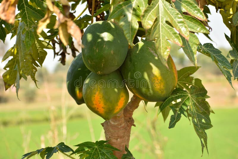 Ripe Papaya Fruit on the Tree, Papaya Tree Stock Image Image of