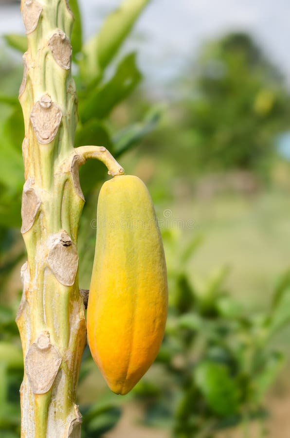 Ripe papaya stock photo. Image of papaya, outdoor, fruit 64847916