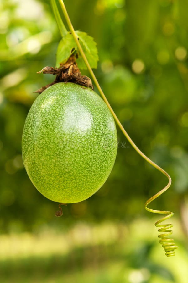 Ripe Passion Fruit on Tree. Stock Photo Image of tree, food 114051604