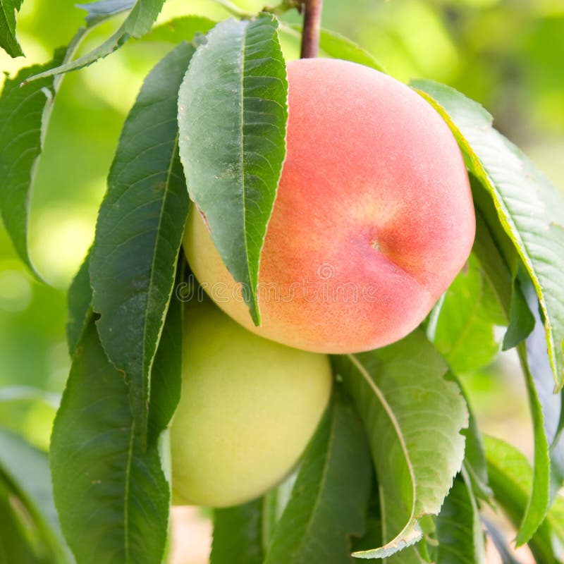 Ripe Peach Fruit with Leaves and Slises Stock Photo - Image of juicy, green: 20074918
