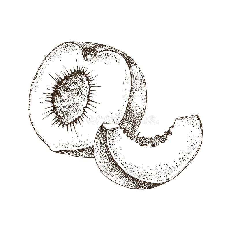 Ripe peach half and slice vector stock illustration