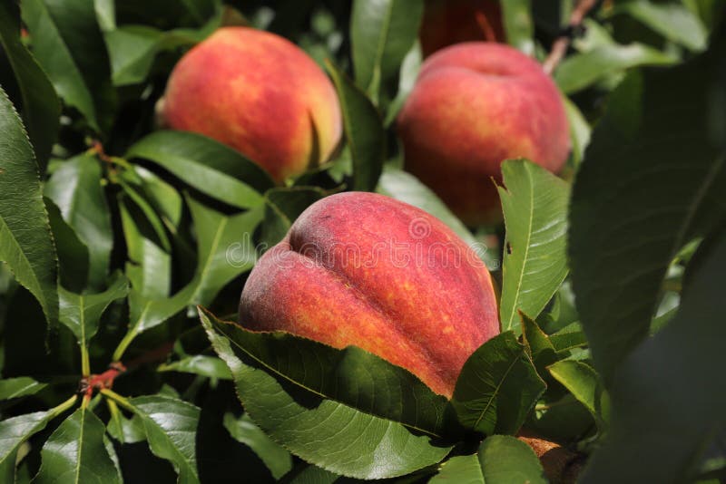 Ripe Peaches on the Tree, Shallow Focus Stock Image Image of plant