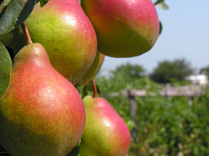 Ripe pears