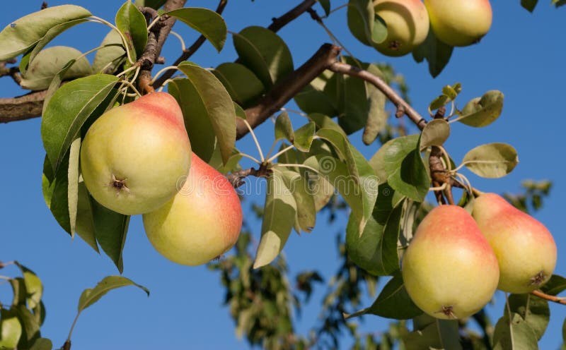 Ripe pears