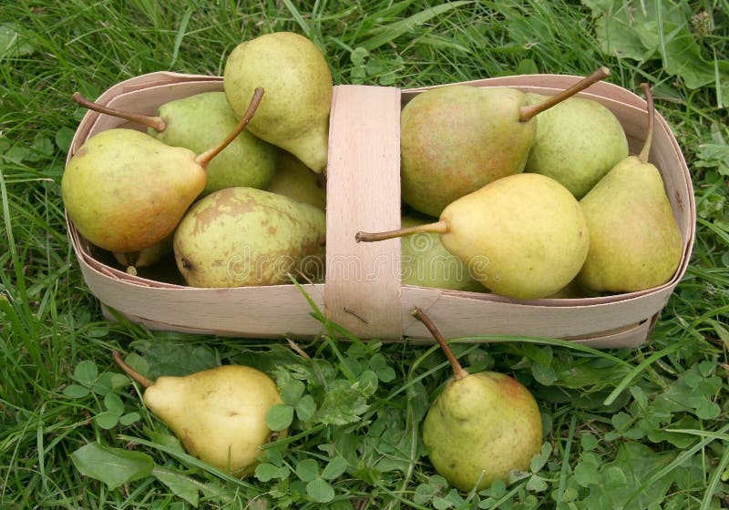 Ripe pears