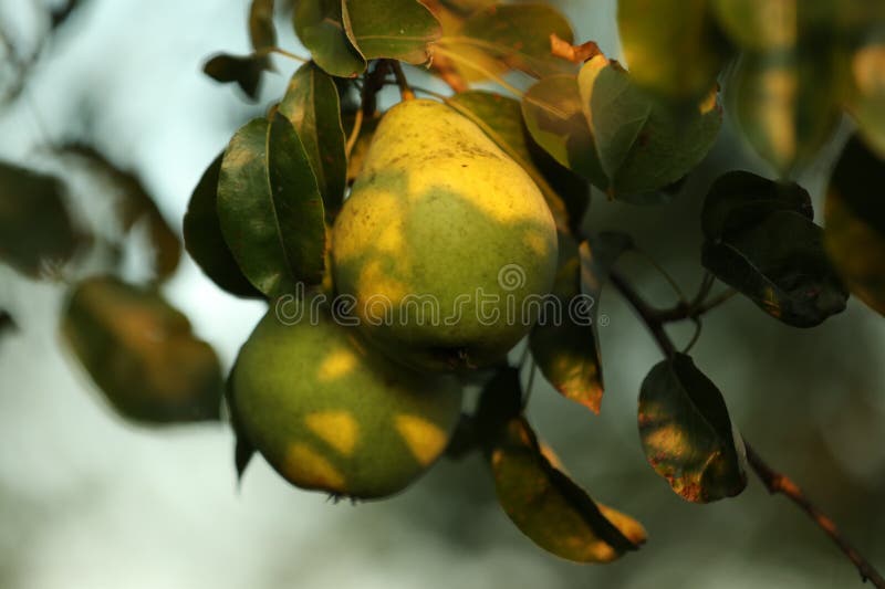 Ripe pears growing on tree in garden, closeup stock image
