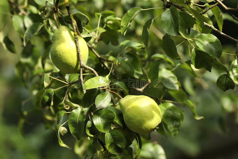 Ripe pears growing on tree in garden, closeup royalty free stock photo