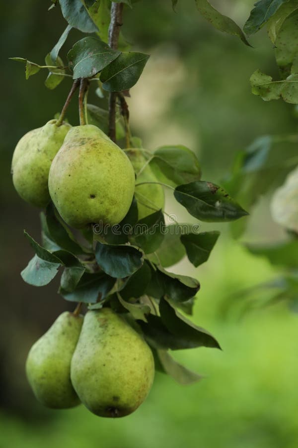 Ripe pears growing on tree in garden, closeup stock image