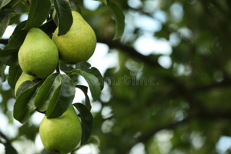 Ripe pears growing on tree in garden, closeup. Space for text royalty free stock images
