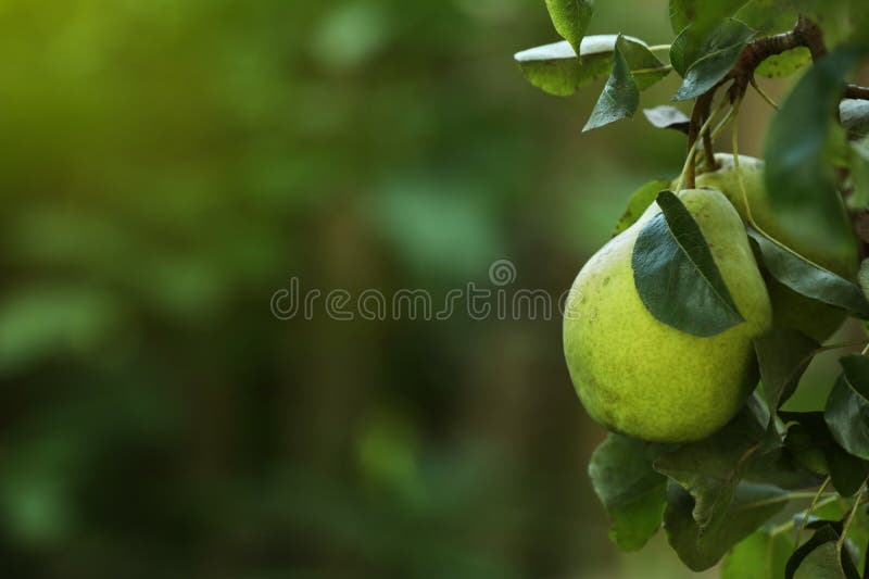 Ripe pears growing on tree in garden, closeup. Space for text stock photography