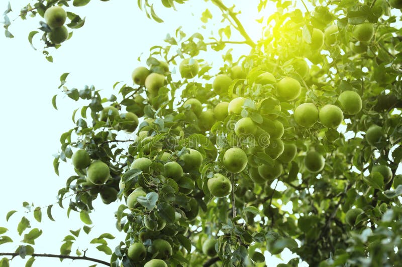 Ripe pears growing on tree in garden, low angle view royalty free stock photos