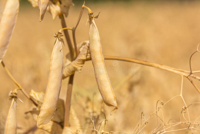 Ripe peas stock image. Image of peas, legume, seed, nature 96422457