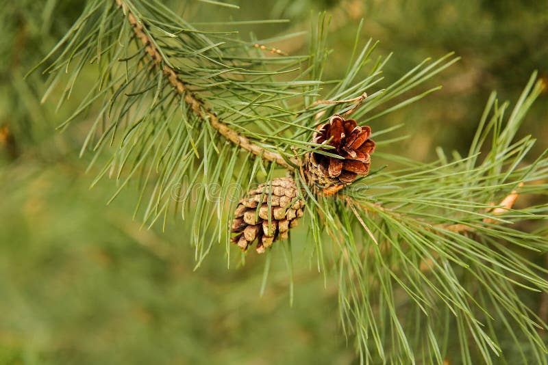 Ripe Pine Cone in the Spring on a Branch in My Month Stock Image