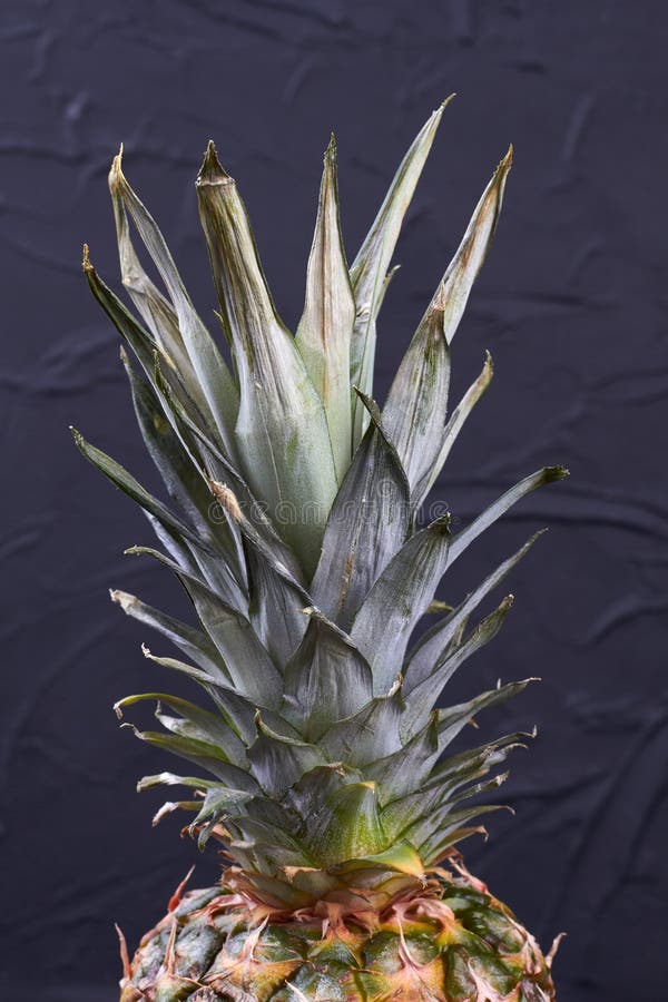 Ripe Pineapple with Leaves, Cropped Image. Stock Photo Image of juicy