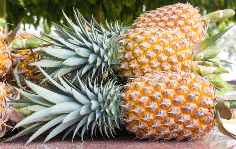 Hawaii Ripe pineapple stock photo. Image of harvest 19635060