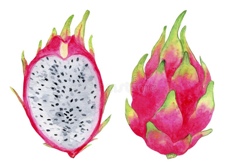 Ripe, Pink Dragon Fruit, Whole And Cut, Juicy Illustration. Stock Photo ...