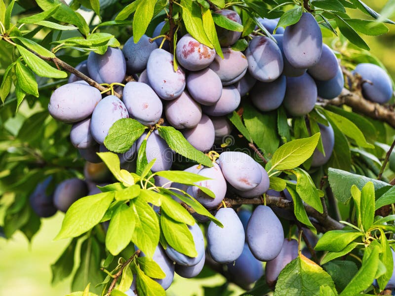 Ripe plum fruit (Prunus domestica) on branch of tree. Fresh bunch of natural fruits growing in homemade garden.