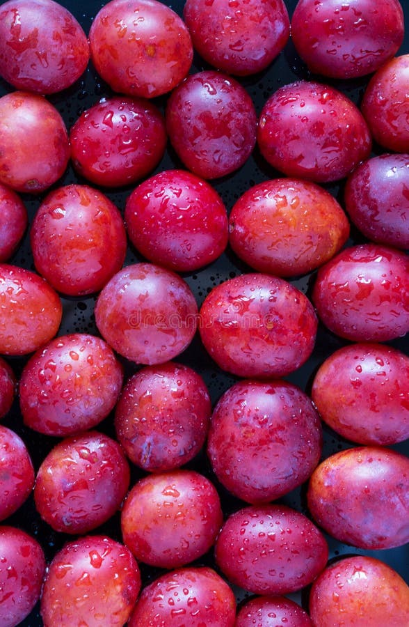 Plum rose stock photo. Image of running, prunus, rose 114075004