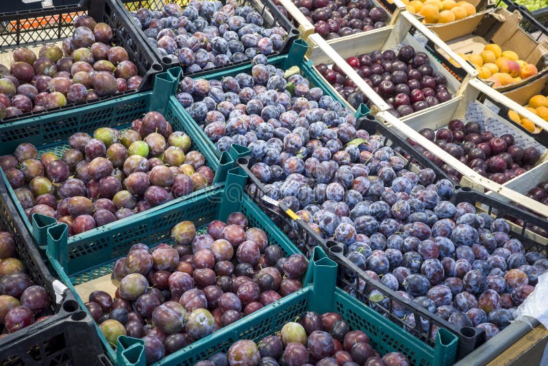 Ripe Plums in a Box on the Store Counter for Purchase Stock Image