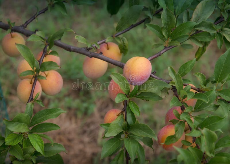 Ripe plums on the branch