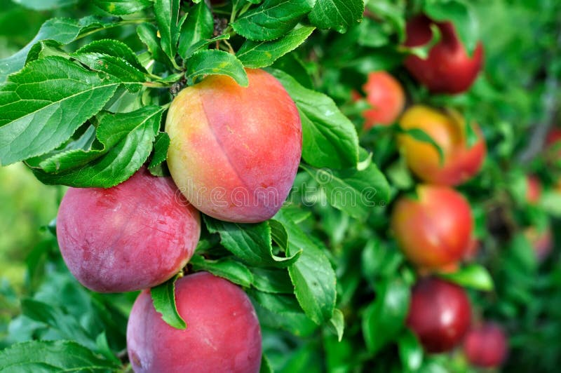 Ripe Plums On A Tree Branch