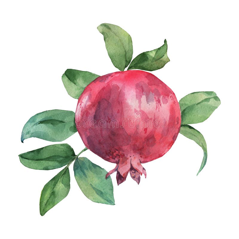 Download Ripe Pomegranate On The Branch. Stock Illustration ...
