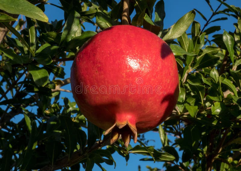 Ripe Pomegranate Fruit on a Tree Branch Closeup, Autumn in Spain Stock