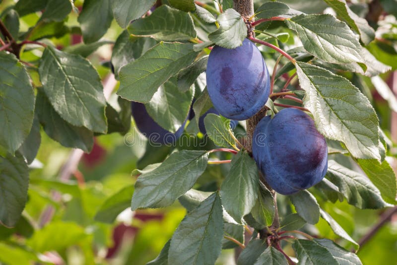 Ripe Prune Plums on Plum Tree at Harvest Time Stock Image Image of
