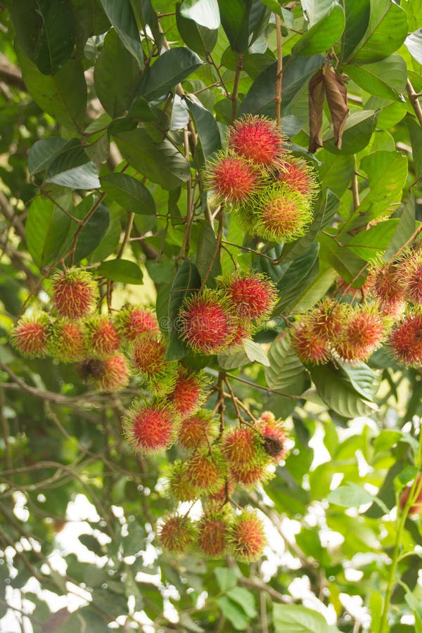 Ripe Rambutan Fruits Hanging on Tree Stock Image - Image of tasty ...