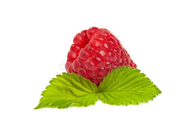 Ripe rasberry with green leaf isolated over white. Close up macro shot