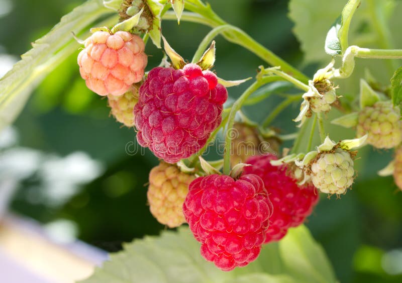 Ripe raspberries branch