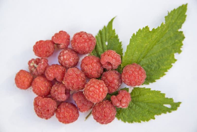 Raspberry Harvest Waiting for the Processing Stock Image Image of